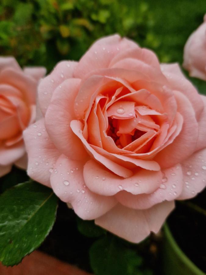 Al Centro Di Lecce Appartamento Le Due Rose-Con Patio Privato Buitenkant foto