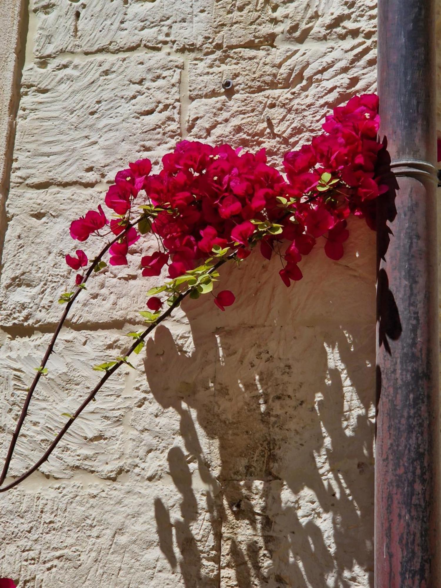 Al Centro Di Lecce Appartamento Le Due Rose-Con Patio Privato Buitenkant foto